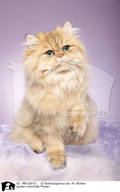 golden chinchilla Perser / persian cat / RR-30915