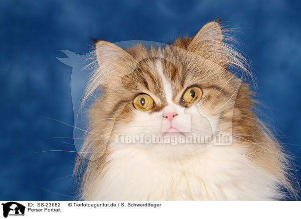 Perser Portrait / Persian cat portrait / SS-23682