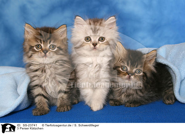 3 Perser Ktzchen / 3 Persian kitten / SS-23741