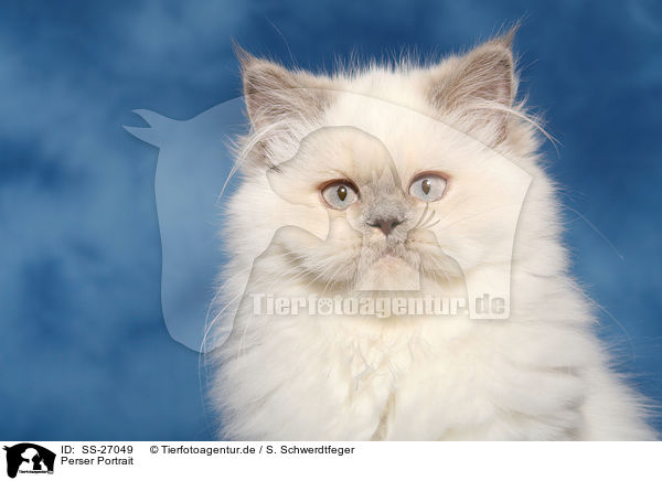 Perser Portrait / Persian cat portrait / SS-27049