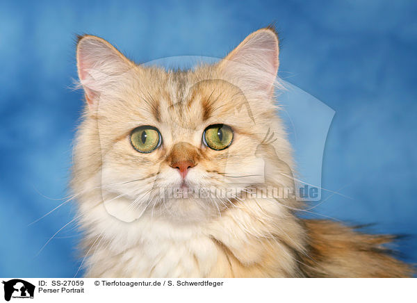 Perser Portrait / Persian cat portrait / SS-27059