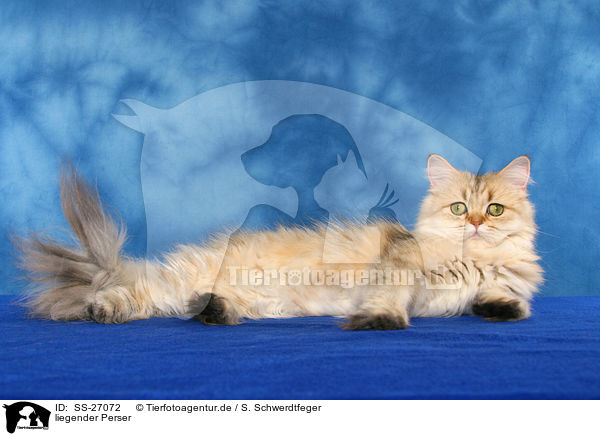 liegender Perser / lying Persian cat / SS-27072