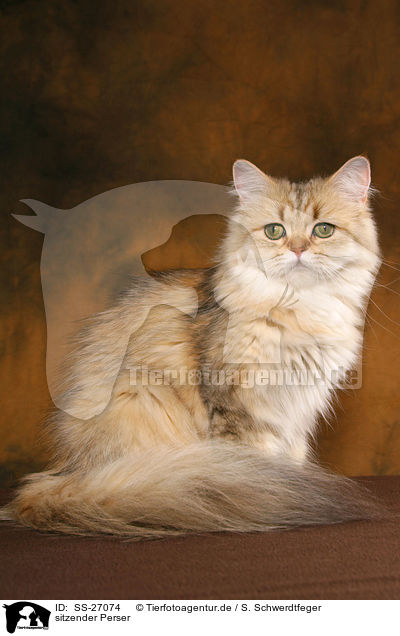 sitzender Perser / sitting Persian cat / SS-27074