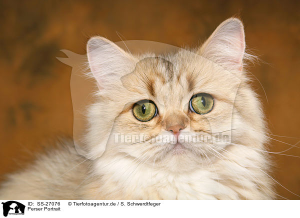 Perser Portrait / Persian cat portrait / SS-27076