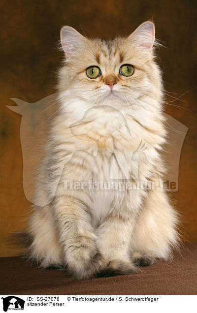 sitzender Perser / sitting Persian cat / SS-27078
