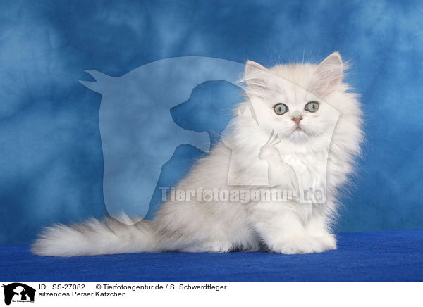 sitzendes Perser Ktzchen / sitting Persian kitten / SS-27082