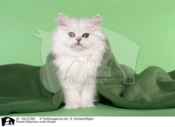 Perser Ktzchen unter Decke / Persian kitten under blanket / SS-27085