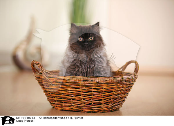 junge Perser / young persian cat / RR-48713