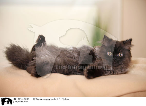 junge Perser / young persian cat / RR-48733