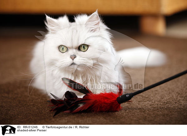 shaded-silver Perser / persian cat / RR-51246