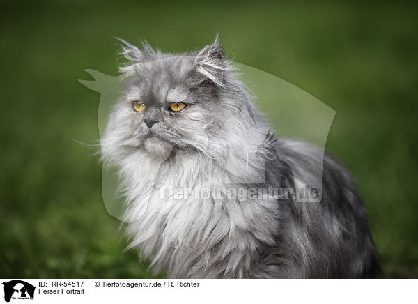 Perser Portrait / persian cat portrait / RR-54517