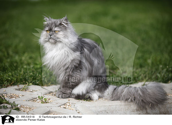 sitzende Perser Katze / sitting persian cat / RR-54518