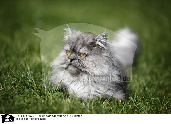 liegender Perser Katze / lying persian cat / RR-54522