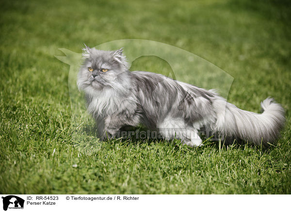 Perser Katze / persian cat / RR-54523
