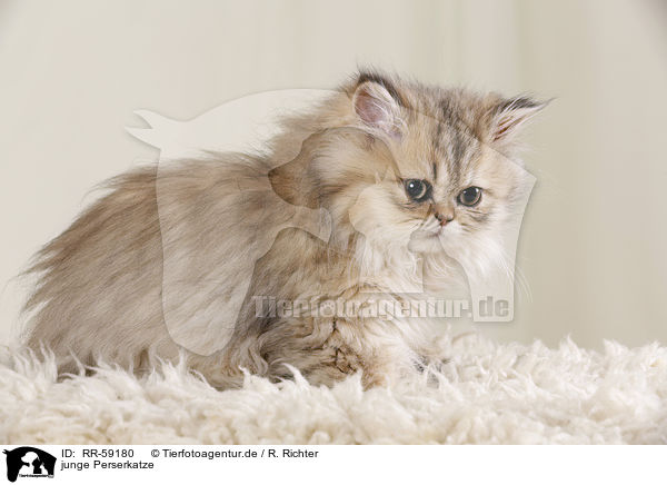 junge Perserkatze / young persian cat / RR-59180