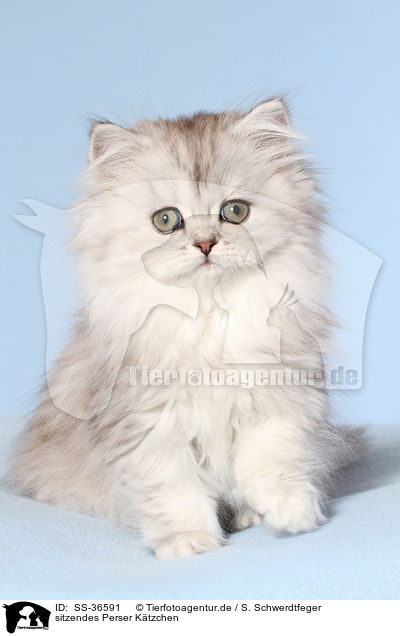 sitzendes Perser Ktzchen / sitting Persian Kitten / SS-36591