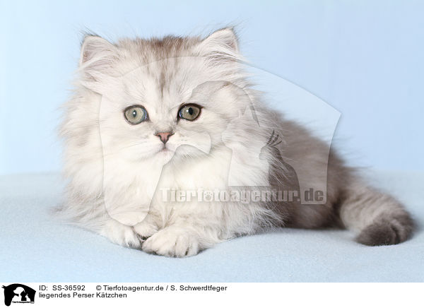 liegendes Perser Ktzchen / lying Persian Kitten / SS-36592