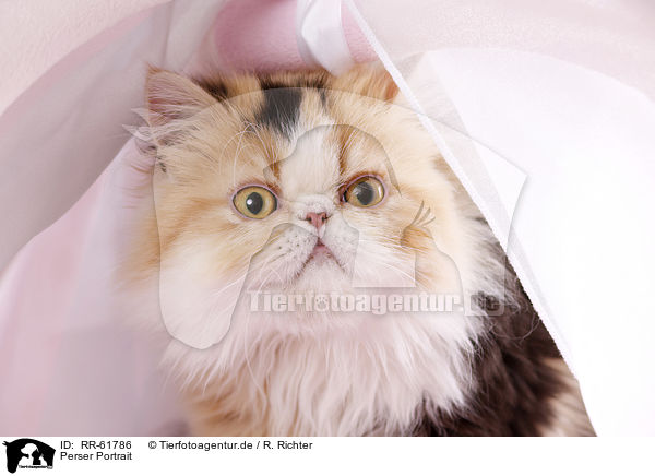 Perser Portrait / persian cat portrait / RR-61786