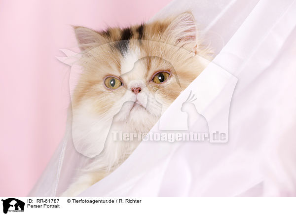 Perser Portrait / persian cat portrait / RR-61787