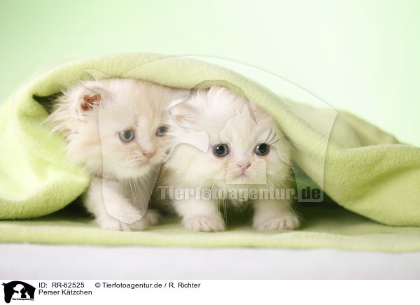 Perser Ktzchen / Persian Cat Kitten / RR-62525