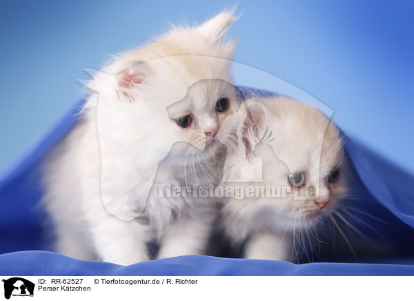 Perser Ktzchen / Persian Cat Kitten / RR-62527