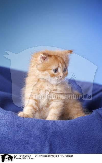 Perser Ktzchen / Persian Cat Kitten / RR-62533