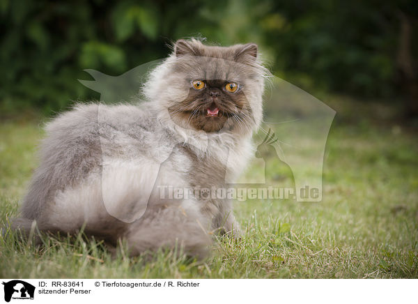 sitzender Perser / sitting Persian Cat / RR-83641