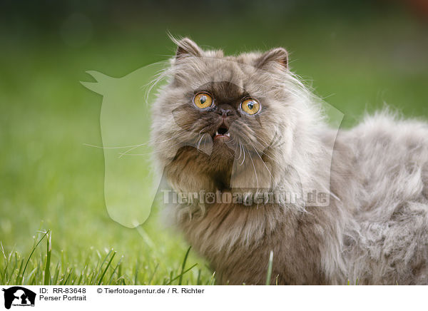 Perser Portrait / Persian Cat Portrait / RR-83648
