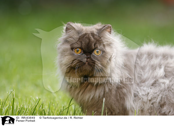 Perser Portrait / Persian Cat Portrait / RR-83649