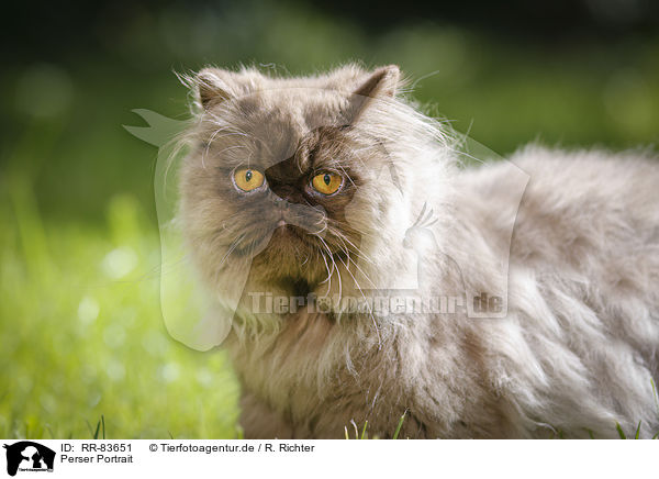 Perser Portrait / Persian Cat Portrait / RR-83651