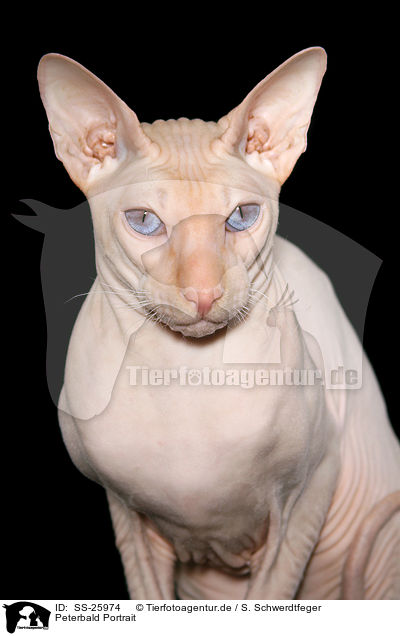 Peterbald Portrait / SS-25974