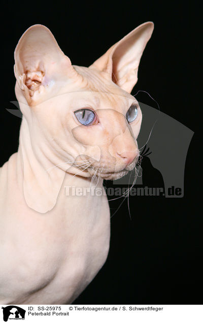 Peterbald Portrait / Peterbald Portrait / SS-25975