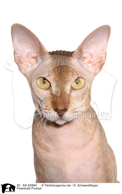 Peterbald Portrait / Peterbald Portrait / SS-25984