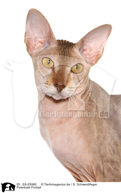 Peterbald Portrait / SS-25986