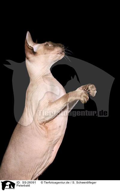 Peterbald / Peterbald / SS-26091