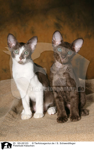 Peterbald Ktzchen / Peterbald kitten / SS-26103