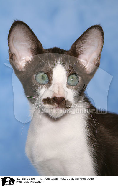 Peterbald Ktzchen / SS-26106