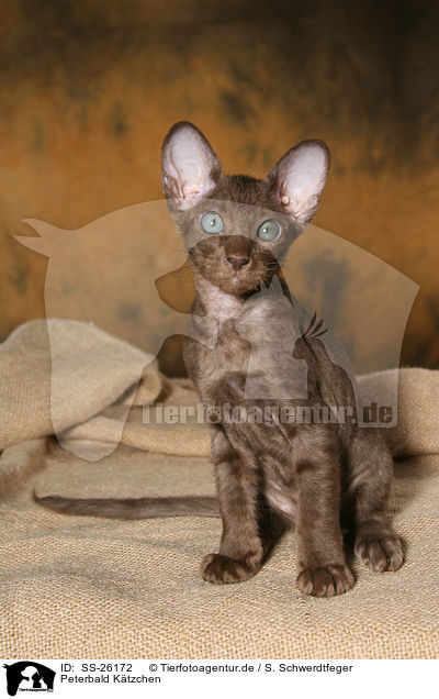 Peterbald Ktzchen / Peterbald kitten / SS-26172