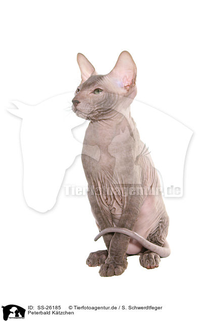 Peterbald Ktzchen / Peterbald kitten / SS-26185