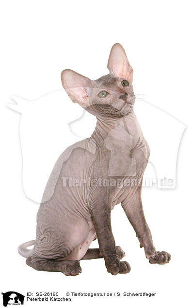 Peterbald Ktzchen / Peterbald kitten / SS-26190