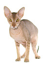 stehende Peterbald