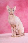 sitzende Peterbald