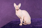 sitzende Peterbald