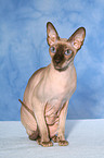 sitzende Peterbald