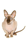 liegende Peterbald