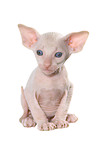 Peterbald Ktzchen