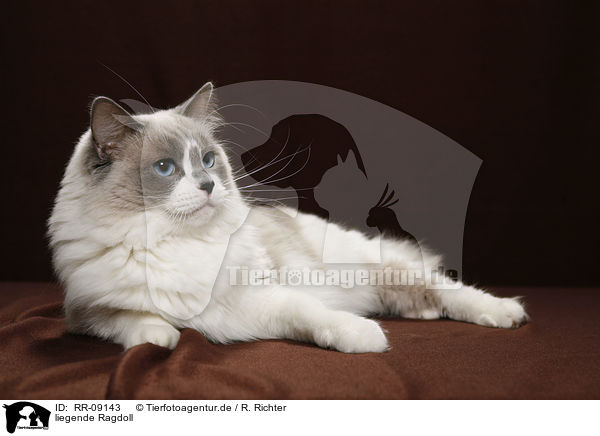 liegende Ragdoll / lying Ragdoll / RR-09143