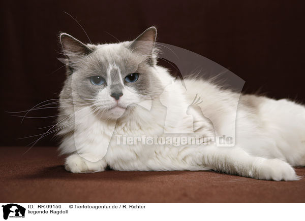 liegende Ragdoll / lying Ragdoll / RR-09150