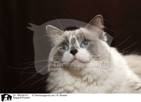 Ragdoll Portrait / Ragdoll Portrait / RR-09151