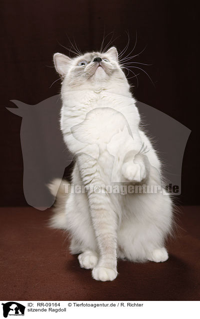 sitzende Ragdoll / sitting Ragdoll / RR-09164